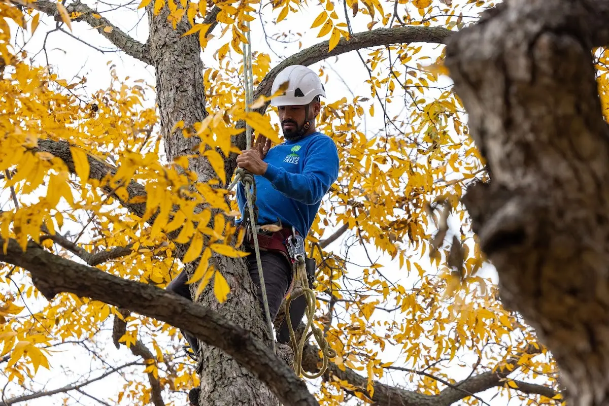 Skilled Tree Pruning crew working in Newton Lower Falls
