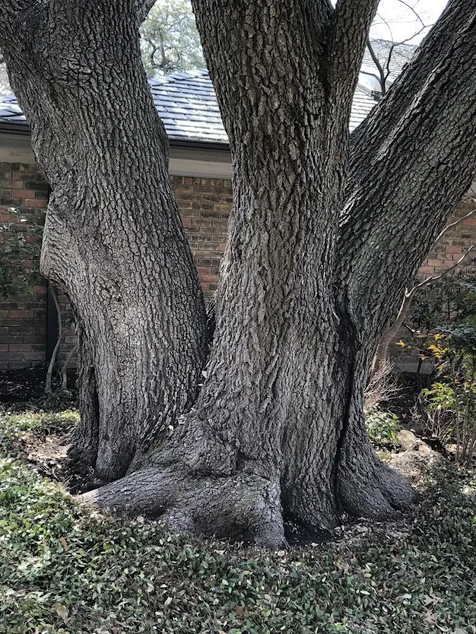 Mature heritage tree close to a Newton Lower Falls property cared for by certified arborists